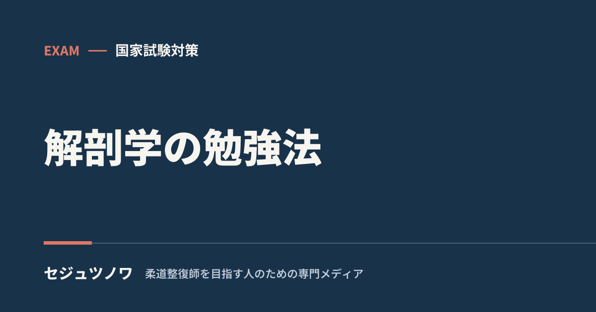 【解剖学】が覚えられない人へ｜丸暗記をやめる3つの勉強法