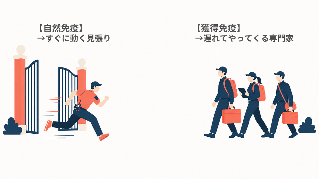自然免疫はすぐに動く見張り、獲得免疫は遅れてやってくる専門家であることを示したイラスト