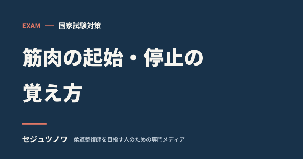 【解剖学】筋肉の起始・停止の覚え方｜丸暗記せず「動き」から導く3つのコツ