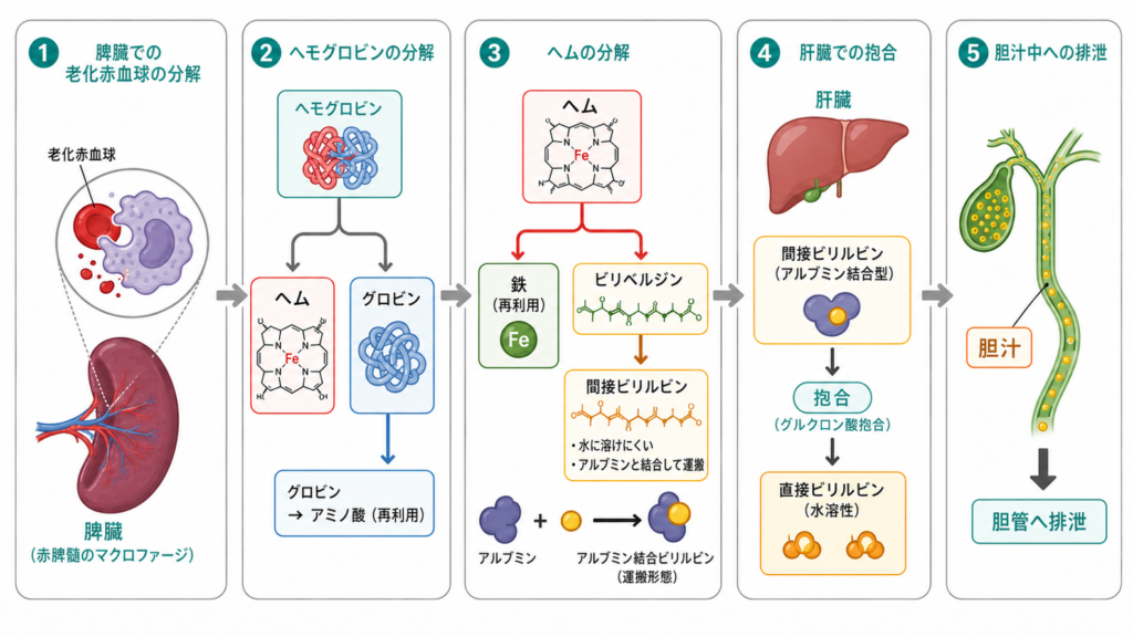 脾臓での老化赤血球の分解から肝臓での抱合、胆汁中への排泄までのビリルビン代謝の流れを示した図解