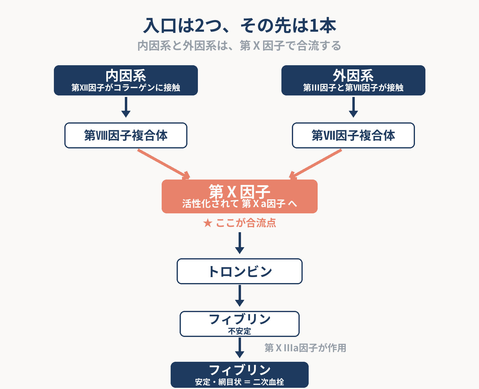 内因系と外因系の2つの経路が第Ⅹ因子で合流し、そこからトロンビン、フィブリン(不安定)、第ⅩⅢa因子の作用で安定したフィブリン(二次血栓)になるまでの流れを示した図