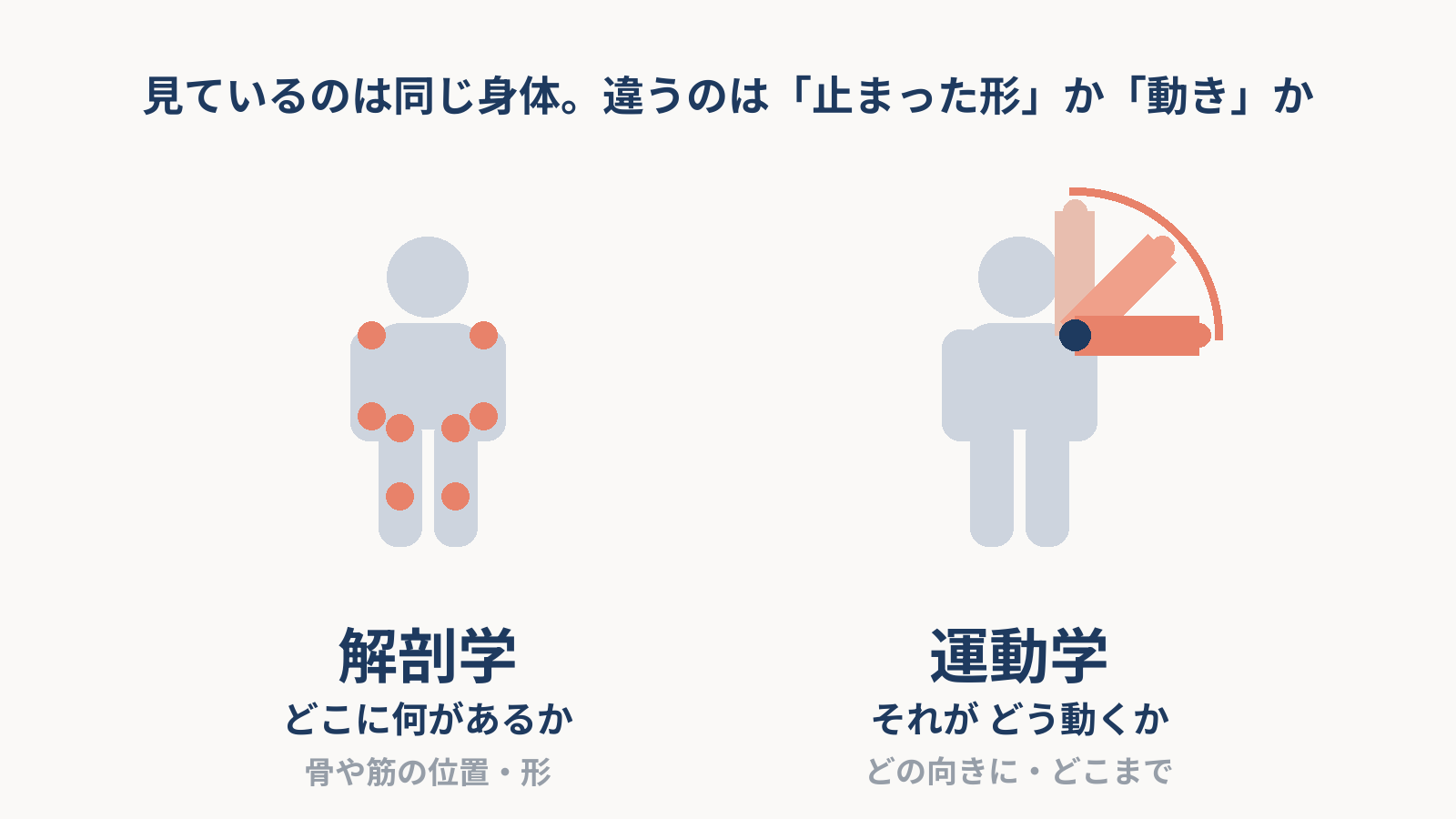 同じ人体の模式図を2つ並べ、左は関節に印をつけて位置を示し、右は同じ腕を3つの位置に描いて動きの範囲を示した図。解剖学は「どこに何があるか」、運動学は「それがどう動くか」